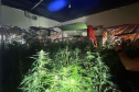 Polícia Militar localiza estufa com 415 pés de maconha em Campo Largo
