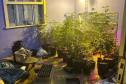 Polícia Militar localiza estufa com 415 pés de maconha em Campo Largo