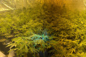Polícia Militar localiza estufa com 415 pés de maconha em Campo Largo