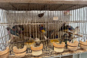 PCPR resgata mais de 5 mil aves exóticas em situação de maus-tratos em Arapongas