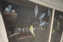 PCPR resgata mais de 5 mil aves exóticas em situação de maus-tratos em Arapongas