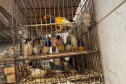 PCPR resgata mais de 5 mil aves exóticas em situação de maus-tratos em Arapongas