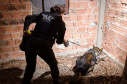 PCPR abre inscrições para o 1° Curso de Operações Policiais com Cães