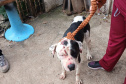 Abril Laranja: maus-tratos de animais não se limitam à agressão física, alerta PCPR