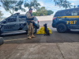 Cadela da Polícia Penal do Paraná encontra 81 kg de maconha em ação com a PRF