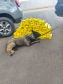 Cadela da Polícia Penal do Paraná encontra 81 kg de maconha em ação com a PRF