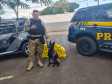 Cadela da Polícia Penal do Paraná encontra 81 kg de maconha em ação com a PRF