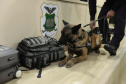 Operações com cães da PCPR ajudaram a tirar 5,7 toneladas de drogas de circulação em 2025
