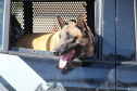 1ª Cãocorrida da CIOC celebra sucesso de cães da PM no combate ao crime