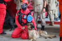 Cães de salvamento e resgate