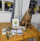 PMPR prende três pessoas e apreende drogas em Pontal do Paraná com apoio de cão de faro