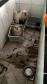 PCPR e PCIPR resgatam 50 cães em situação de maus-tratos em Piraquara