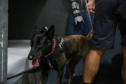 Cães da Polícia Penal reforçam segurança no Litoral durante o Verão Maior Paraná