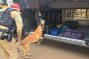 PMPR e PCPR apreendem quase 150 toneladas de drogas com apoio de cães em 2025