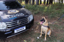 "Cão perito" do Paraná é um dos únicos especialistas em detecção de vestígios de sangue latente no Brasil