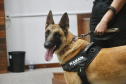 "Cão perito" do Paraná é um dos únicos especialistas em detecção de vestígios de sangue latente no Brasil