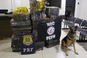 PCPR e PRF apreendem 497 quilos de maconha em Pato Branco