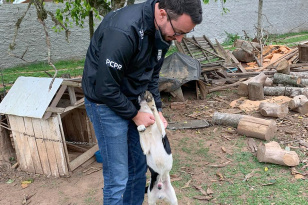 Polícia Civil prende homem por maus-tratos a animais na RMC 