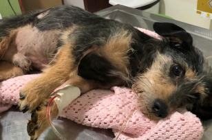 PCPR autua homem por maus-tratos contra animais em Colorado