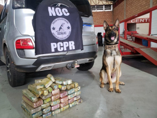 Polícia Civil apreende 30 quilos de maconha e prende suspeito em Pato Branco  
