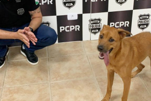 PCPR apreende dois cães e indicia tutor por maus-tratos em Curitiba  