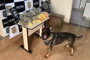 PCPR apreende 12,5 mil comprimidos na maior apreensão de ecstasy em Maringá 