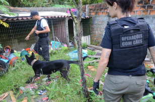 Ações com cães da Polícia Civil apreendem 7,8 toneladas de drogas em 2021
