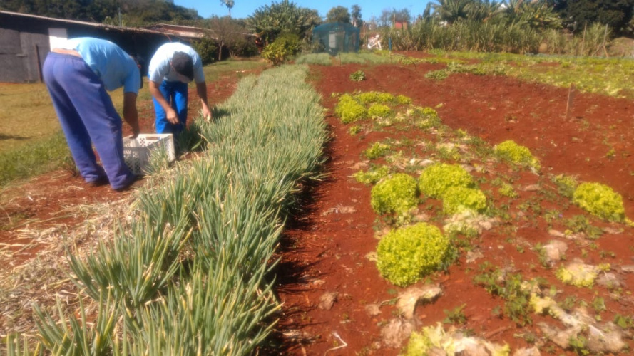 Parceria garante doação semanal de 600 pães e 600 kits de hortaliças a pessoas em situação de vulnerabilidade social em Cascavel