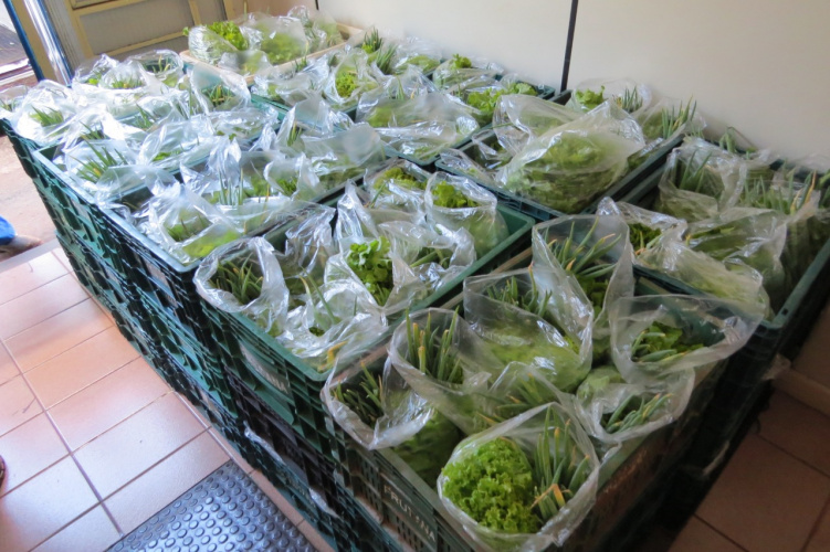 Parceria garante doação semanal de 600 pães e 600 kits de hortaliças a pessoas em situação de vulnerabilidade social em Cascavel