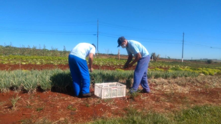 Parceria garante doação semanal de 600 pães e 600 kits de hortaliças a pessoas em situação de vulnerabilidade social em Cascavel