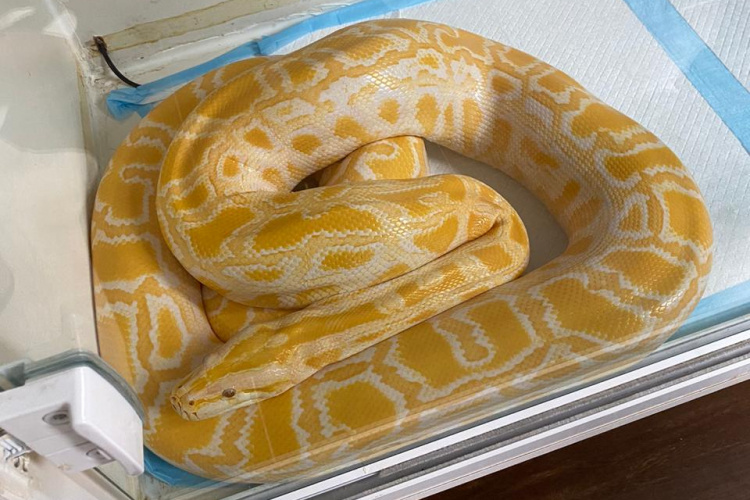 resgata quatro cobras mantidas em cativeiro e autua homem em Curitiba