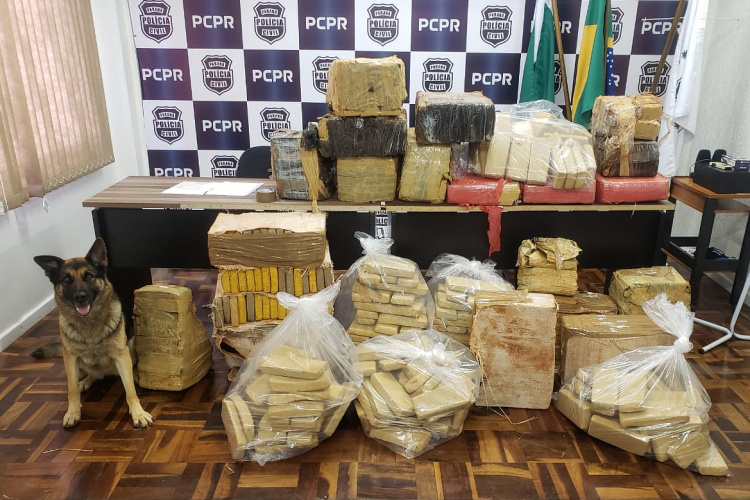 Polícia Civil apreende mais de meia tonelada de maconha em Vitorino (PR)