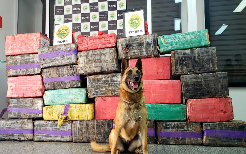 PM apreende mais de 600 quilos de maconha e prende dois suspeitos em Campo Largo, na RCM