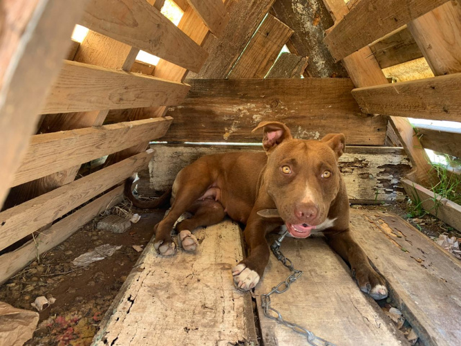 PCPR resgata cachorra e prende homem por maus-tratos na RMC