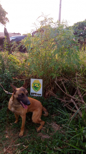 Cão de faro do BPFron encontra pé de maconha em terreno baldio de Santo Antônio do Sudoeste