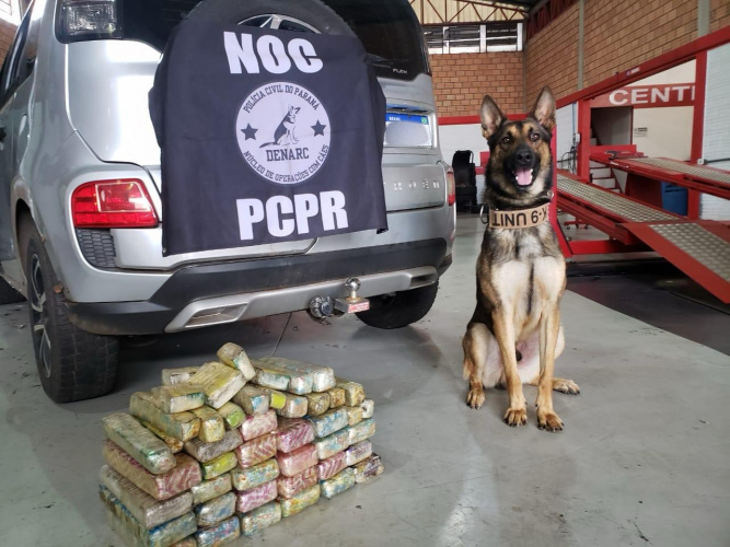 Polícia Civil apreende 30 quilos de maconha e prende suspeito em Pato Branco
