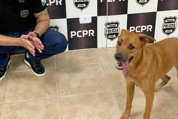 PCPR apreende dois cães e indicia tutor por maus-tratos em Curitiba
