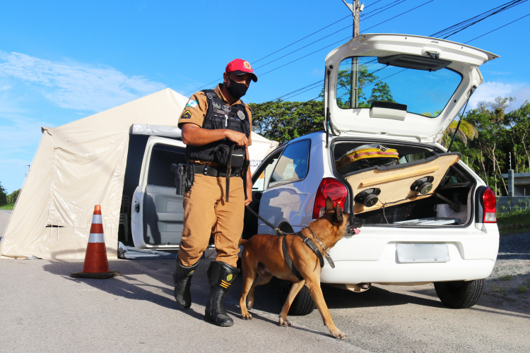 Em cinco ações conduzidas pelo Batalhão Rodoviário, cães policiais apontam para tráfico de drogas em viagens no caminho do litoral paranaense
