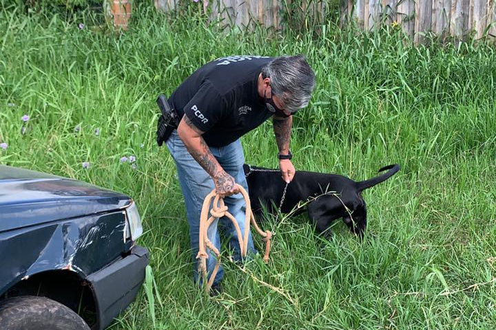 PCPR prende mulher por maus-tratos contra cão em Pinhais