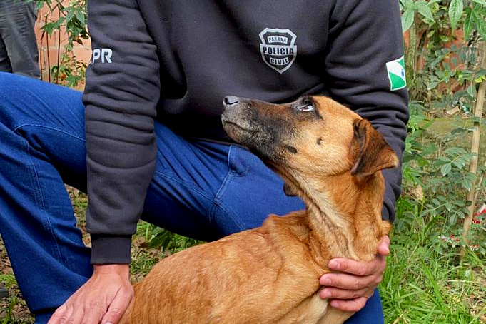 PCPR prende casal por maus-tratos a cachorros na RMC