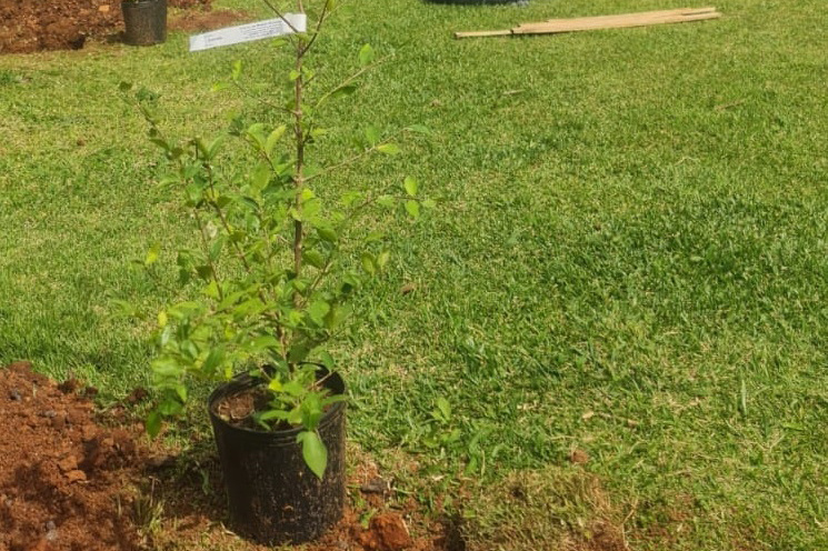 Polícia Penal ajudará a plantar 200 árvores em Ponta Grossa até o fim de setembro