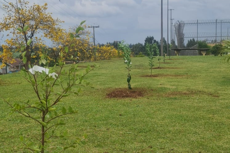 Polícia Penal ajudará a plantar 200 árvores em Ponta Grossa até o fim de setembro