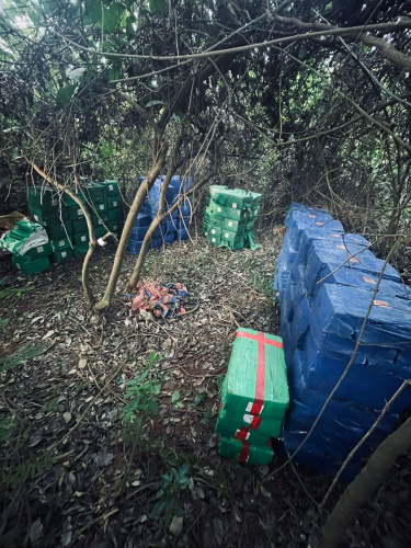 PMPR apreende R$17 milhões em maconha na região de Altônia