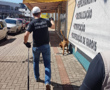 PCPR realiza seminário internacional com cães de busca em Pato Branco