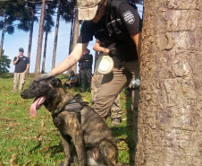 PCPR realiza seminário internacional com cães de busca em Pato Branco