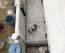 PCPR autua médica veterinária suspeita de maus-tratos a animais em Curitiba