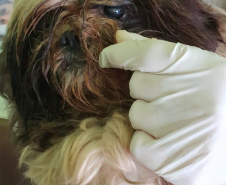 PCPR autua médica veterinária suspeita de maus-tratos a animais em Curitiba