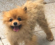 PCPR autua médica veterinária suspeita de maus-tratos a animais em Curitiba