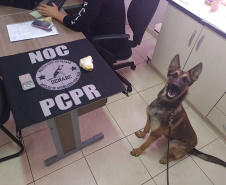 PCPR e PMPR deflagram operação contra o tráfico drogas no Sudoeste do Estado