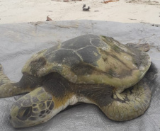  Equipe da PM resgata tartaruga marinha ameaçada de extinção em Paranaguá (PR) 